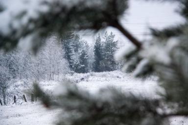 Деревья Снег