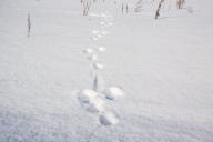 Снег Следы