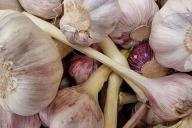 чеснок
