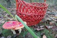 Грибы Корзина