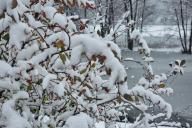 Дерево в снегу