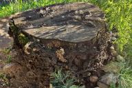 пень