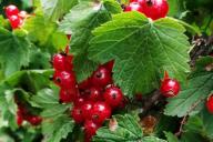 Красная смородина
