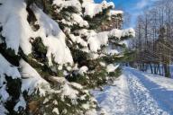 Заснеженные сосны