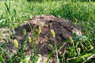 Кротовья нора