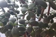 Цветок, растение