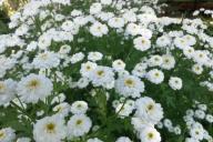 Хризантема 