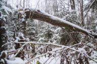 Сломанное дерево