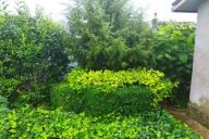 Живая изгородь