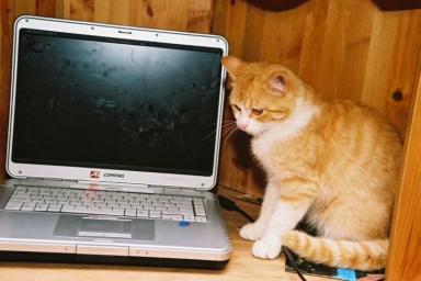 Кошка и ноутбук