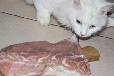 Кот с мясом