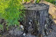 пень