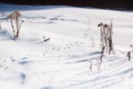 Следы на снегу