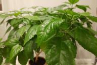 Китайская роза