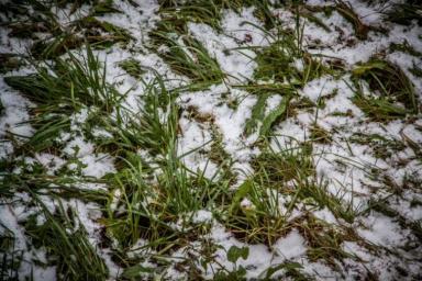 Снег на траве