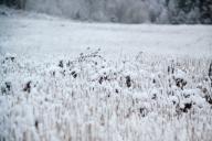 Трава под снегом