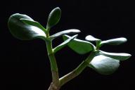 Денежное дерево 