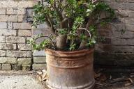 Денежное дерево