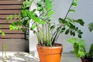 Растение, вазон