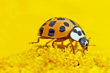 asian ladybaf beetle