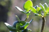 Денежное дерево 