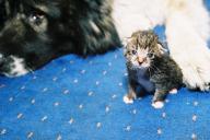 Собака и кот