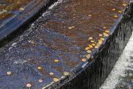 Монеты в воде