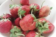 Клубника Ягоды