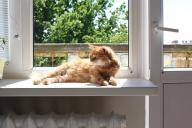 Окно и кошка