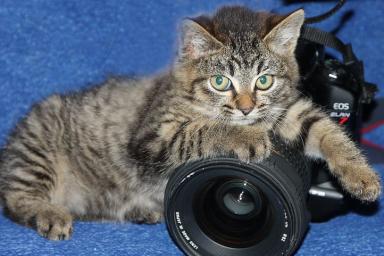 Кошка Фотоаппарат