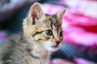 Кошка Котенок