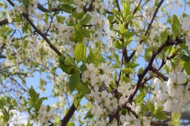 Цветущее дерево