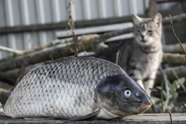 Рыба и кот