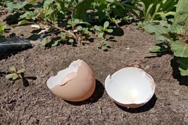 Яйца Скорлупа