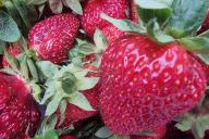 Клубника, ягоды
