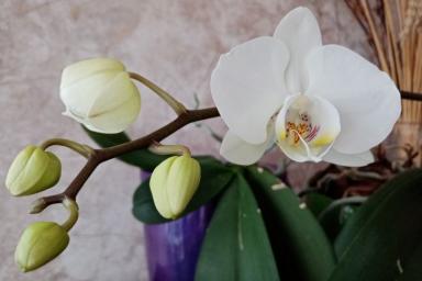 Орхидея, цветок