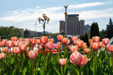 Тюльпаны Киев