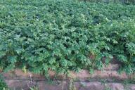 Картошка Огород