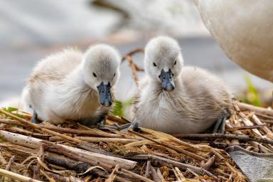 swan nest