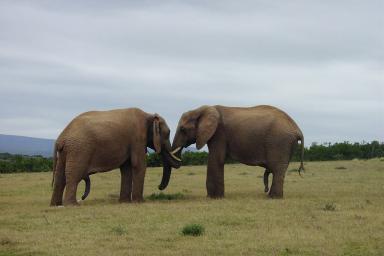 elephants friends