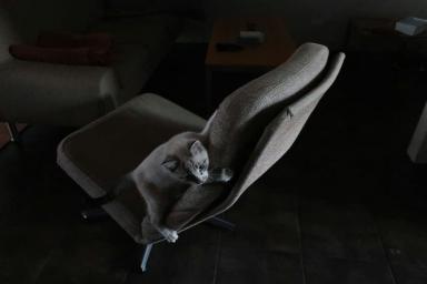 Кошка на стуле