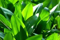 wild garlic