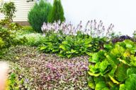 Клумба Хосты