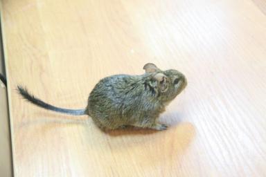 Мышь Грызун