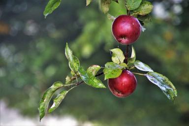 apple branch