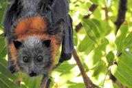 fruit bat