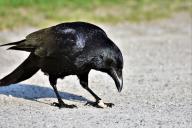 crow