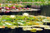 water lilies