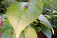 Муха Листок