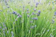 Лаванда